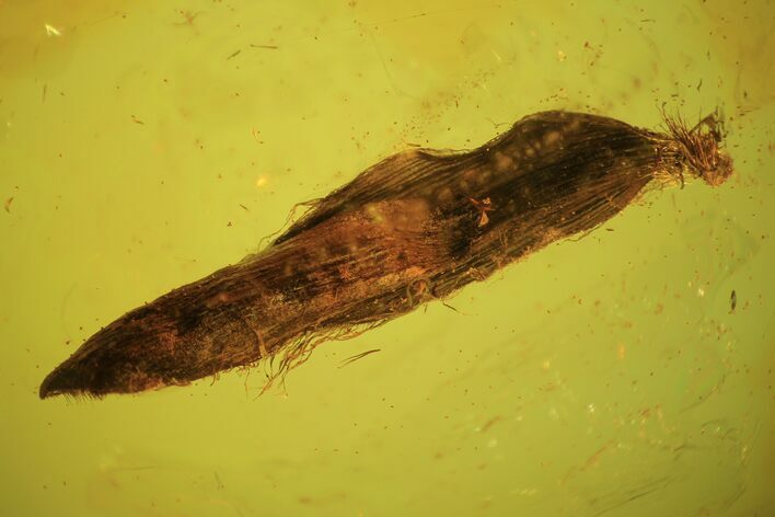 mm Fossil Plant Leaf (Gymnosperm) In Baltic Amber #102721